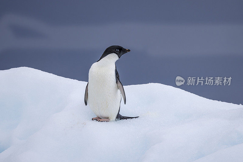 南极洲Joinville岛Tay Head，冰山上的阿德利企鹅(Pygoscelis adeliae)